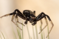 Une araigne crabe. Un mle (Araneae - Thomisidae - Xysticus sp.)